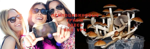 индика Няндома